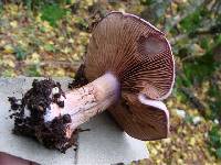 Cortinarius rufo-olivaceus image