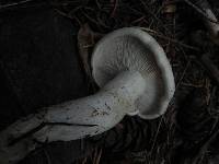 Leucopaxillus albissimus image