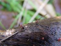 Coryne dubia image