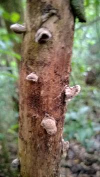 Auricularia nigricans image