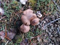 Tricholoma vaccinum image