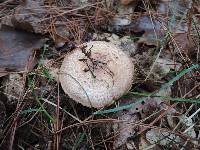 Agaricus silvaticus image