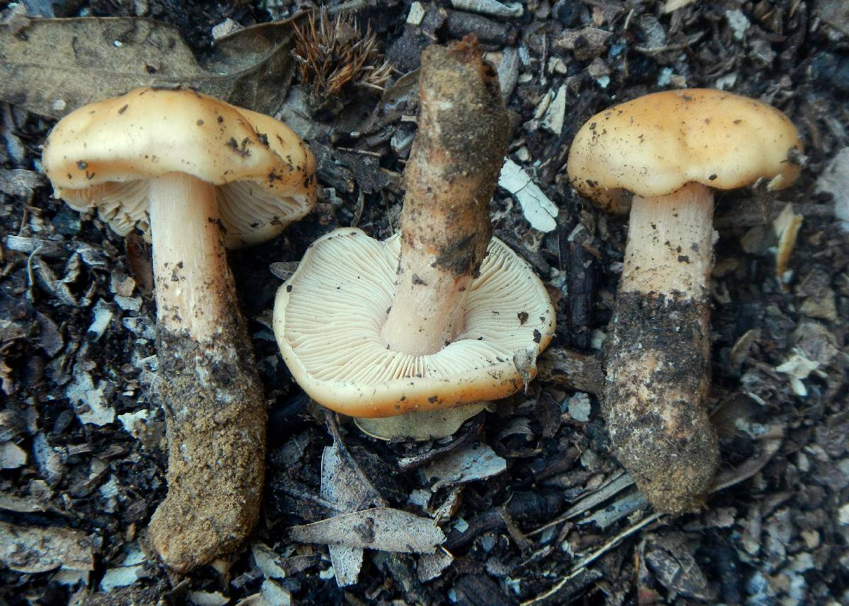 Phaeocollybia ochraceocana image