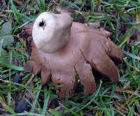 Geastrum rufescens image