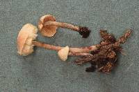 Cystolepiota moelleri image