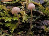 Mycena purpureofusca image