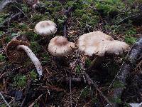 Inocybe whitei image