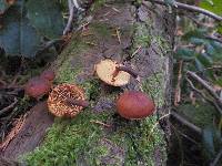 Gymnopilus picreus image