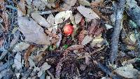 Russula sanguinaria image