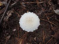 Amanita chrysoblema image