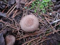 Inocybe bongardii image