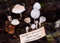 Collybia bakerensis image