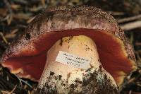 Boletus haematinus image