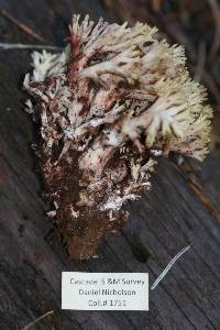 Ramaria vinosimaculans image