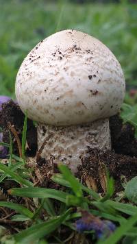 Termitomyces reticulatus image