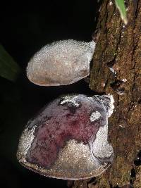 Auricularia nigricans image