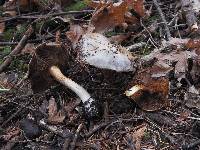 Cortinarius variicolor image