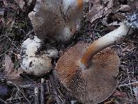 Cortinarius variicolor image