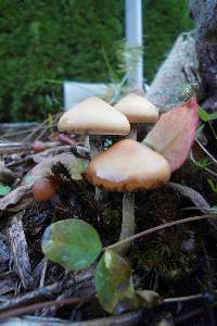 Psilocybe azurescens image