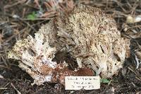 Ramaria rasilispora var. rasilispora image