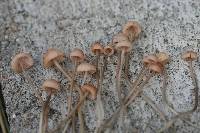 Mycena rosella image