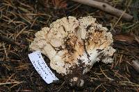 Ramaria rasilispora image