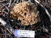 Ramaria caulifloriformis image