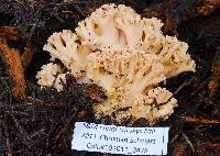 Ramaria caulifloriformis image