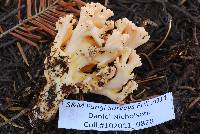 Ramaria caulifloriformis image