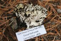 Ramaria rasilispora var. scatesiana image