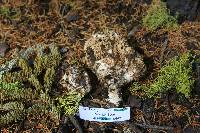 Ramaria rubrievanescens image