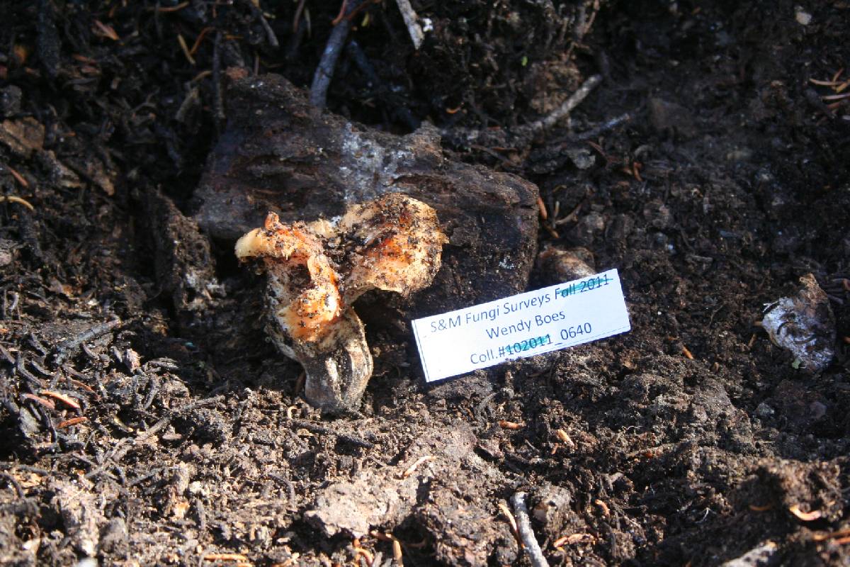 Gomphus bonarii image