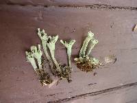 Cladonia sulphurina image