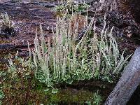 Cladonia cornuta image