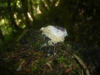 Fuligo septica image