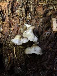 Mycena maculata image