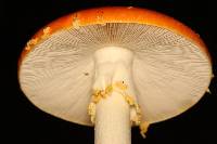 Amanita persicina image
