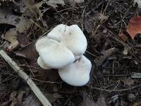 Clitocybe subconnexa image