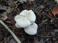 Clitocybe subconnexa image