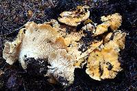 Cantharellus cascadensis image