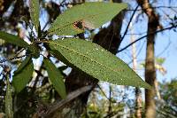 Aschersonia aleyrodis image