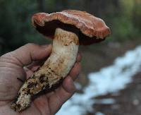 Cortinarius porphyropus image