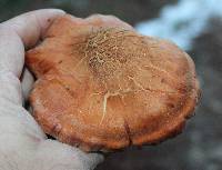 Cortinarius porphyropus image