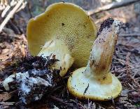 Suillus ponderosus image