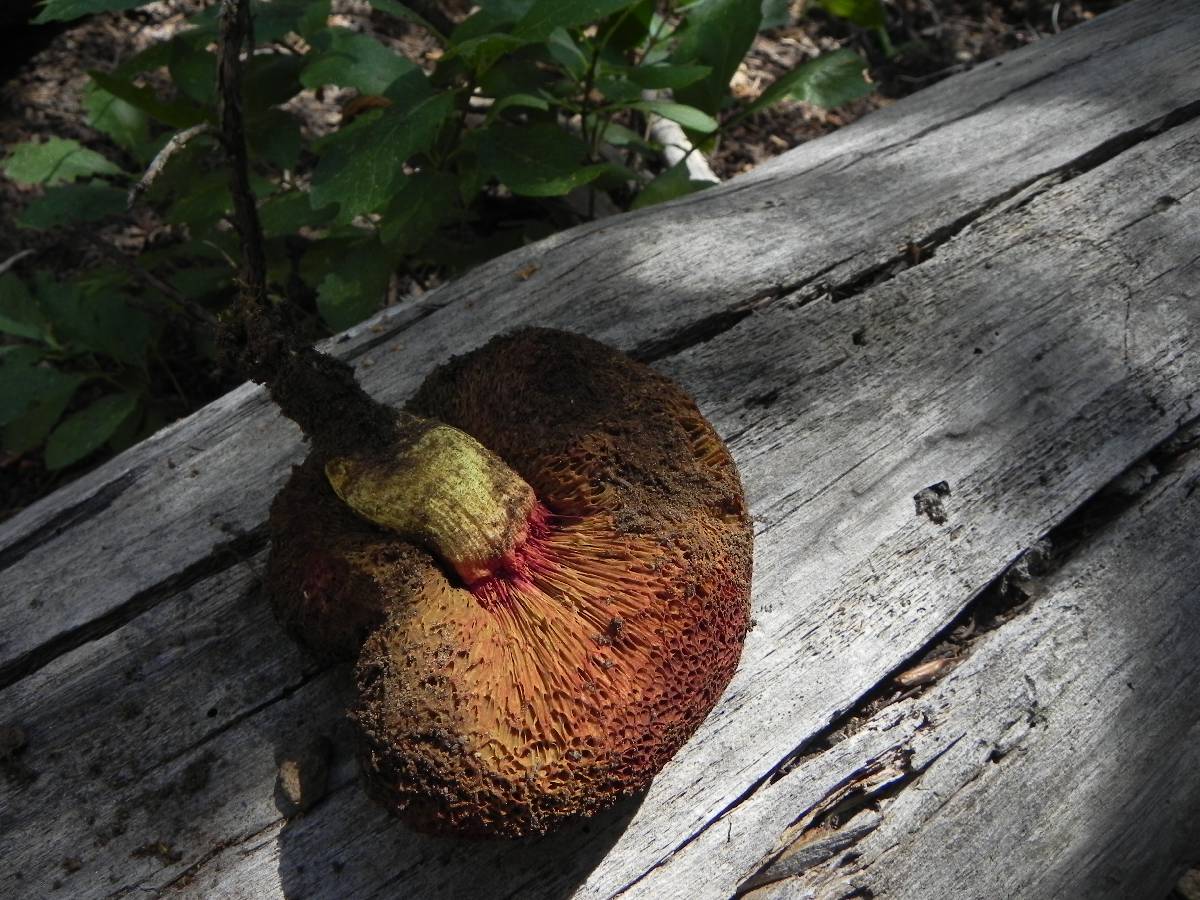 Gastroboletus vividus image