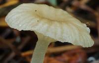 Mycena pallida image