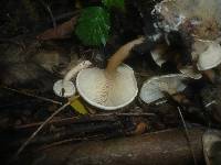 Clitocybe krizii-josephi image