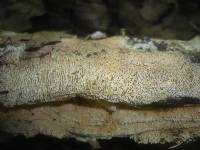 Schizopora paradoxa image