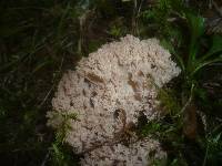 Ramaria pallida image