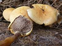 Hypholoma capnoides image